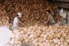 Dừa khô được giá. (Ảnh minh họa. Nguồn: Internet)