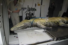 Tìm nguyên nhân khiến cá sấu chết.