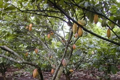 Cây cacao có nhiều thuận lợi để phát triển tại Bình Phước. (Ảnh minh họa: Internet)