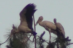 "Vũ khúc" Cò Nhạn trên mảnh đất Điện Biên Phủ