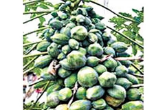 Cây đu đủ kỳ lạ. (Nguồn: Internet)