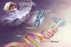 Ảnh minh họa. (Nguồn: Internet)