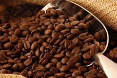 Càphê arabica. (Nguồn: Internet)