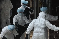 Tiêu hủy gia cầm nhiễm dịch. (Nguồn: Getty Images)