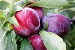 Mận tam hoa Bắc Hà.