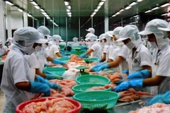 Chế biến cá tra xuất khẩu. (Ảnh: Văn Khánh/TTXVN)