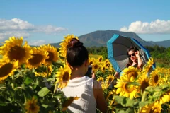 Du khách thăm quan cánh đồng hoa hướng dương ở Đà Lạt. (Ảnh: Xuân Mai/Vietnam+)