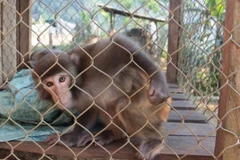 Ảnh minh họa. (Ảnh: PV/Vietnam+)