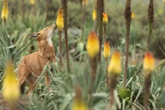Một con sói Ethiopia lang thang giữa những bông hoa của cây poker đỏ rực. (Nguồn: CNN)