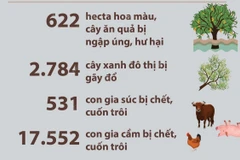Báo cáo nhanh của một số địa phương miền Trung về thiệt hại do bão số 6 