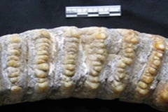 Phát hiện xương động vật hóa thạch ở Lào Cai