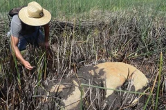 Phát hiện tượng đá Moai trong miệng núi lửa ở đảo Phục Sinh