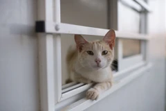 Hàn Quốc lại ghi nhận trường hợp mèo nghi nhiễm cúm gia cầm