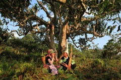 Yên Bái: Nhiều hoạt động đặc sắc diễn ra tại Lễ hội Trà Shan tuyết