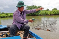 Cua Cà Mau tăng giá mạnh dịp cận Tết, có thể vượt 1 triệu đồng mỗi kg