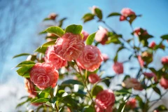 Đến làng Gaujacq thăm thủ phủ hoa trà của thương hiệu Chanel