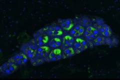 Indonesia thả muỗi vằn Wolbachia để thí điểm chống dịch sốt xuất huyết
