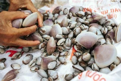 Trà Vinh: Giá ngao thương phẩm đầu vụ được thu mua ở mức cao