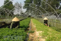 Lập Hội đồng thẩm định Quy hoạch hệ thống đô thị và nông thôn