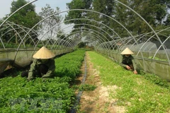 Lập Hội đồng thẩm định Quy hoạch hệ thống đô thị và nông thôn