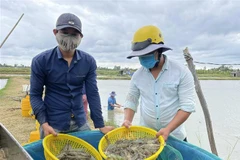 Giá tôm nguyên liệu tại tỉnh Bạc Liêu bất ngờ tăng đột biến