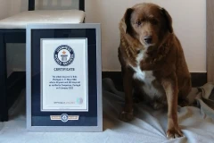 Xác nhận kỷ lục "cụ" chó cao tuổi nhất thế giới sống tại Bồ Đào Nha