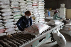 Tiền Giang quan tâm quy hoạch vùng sản xuất để nâng chất lượng gạo