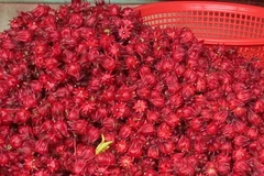 Hoa atiso đỏ. (Ảnh: Hồ Cầu/TTXVN)