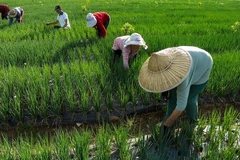 24 Hệ thống di sản nông nghiệp quan trọng toàn cầu mới trên thế giới