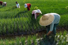 24 Hệ thống di sản nông nghiệp quan trọng toàn cầu mới trên thế giới