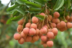 Gần 90 tấn vải quả tươi Việt Nam đã được xuất khẩu tới các nước