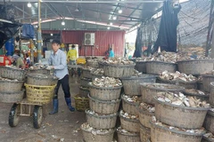 Thu gom chờ xử lý vỏ hàu sau khi được tách bóc. (Ảnh: Văn Đứ/TTXVN)