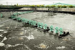 Một ao nuôi tôm ở Bến Tre. (Ảnh: Hồng Đạt/TTXVN)