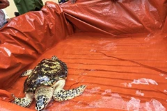 Đồng Nai: Bàn giao thành công rùa biển quý hiếm có nguy cơ tuyệt chủng