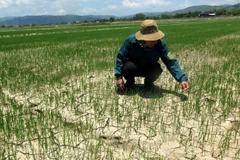 Khu vực Trung Bộ có nguy cơ xảy ra hạn hán và thiếu nước