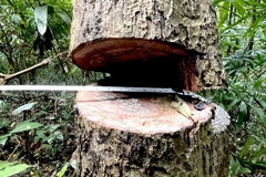 Lĩnh án tù vì vi phạm quy định về khai thác, bảo vệ rừng và lâm sản