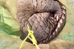 Khởi tố đối tượng vận chuyển trái phép động vật nguy cấp, quý hiếm