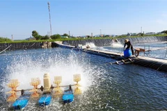 Giải quyết những thách thức ngành hàng tôm đang phải đối mặt