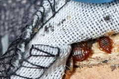 Chính phủ Pháp tổ chức họp khẩn để ứng phó với nạn rệp hoành hành