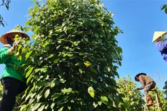 Thủ tướng yêu cầu hỗ trợ doanh nghiệp xuất khẩu hồ tiêu sang UAE