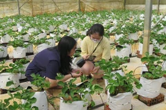 Đưa du lịch nông nghiệp, nông thôn trở thành thương hiệu của ĐBSCL