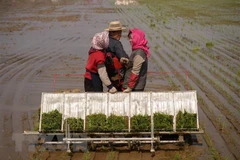Đảng Lao động Triều Tiên thông qua nghị quyết phát triển nông nghiệp