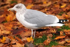 Na Uy, Phần Lan đối mặt với đợt cúm gia cầm lớn nhất từ trước đến nay