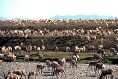 Mỹ áp lệnh cấm khai thác mới dầu khí tại nhiều khu vực ở Alaska