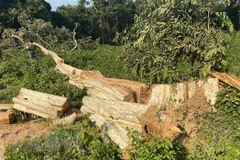 Hòa Bình khởi tố, tạm giam nguyên Hạt phó Hạt Kiểm lâm vì nhận hối lộ