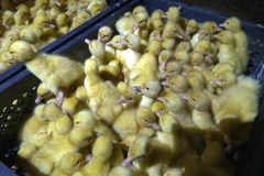 Lạng Sơn thu giữ hơn 18.000 con vịt giống không rõ nguồn gốc