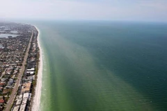 Hơn 8.000km bờ biển bang Florida bị thủy triều đỏ tấn công