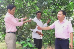 Nhiều mô hình sinh kế hiệu quả được hình thành từ nguồn vốn tín dụng chính sách. (Ảnh: Tường Vi/TTXVN)