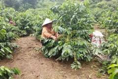 Tỷ lệ hộ nghèo đa chiều liên tục giảm trong giai đoạn 2016-2022