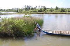 Cà Mau nâng cao hiệu quả mô hình nuôi tôm quảng canh cải tiến